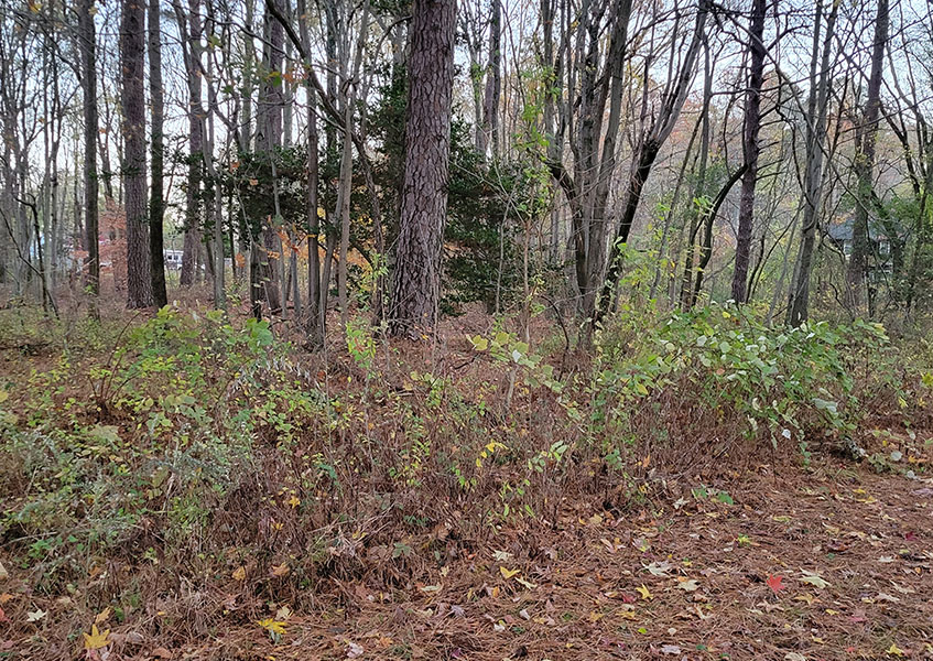 creekside_0003s_0002_20241121_065039